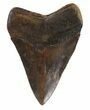 Fossil Megalodon Tooth - Georgia #89004-2